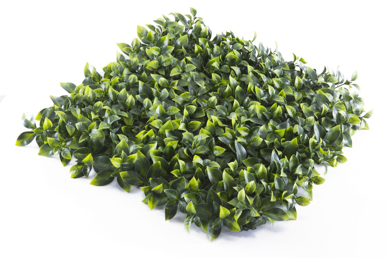 عشب جداري (3)