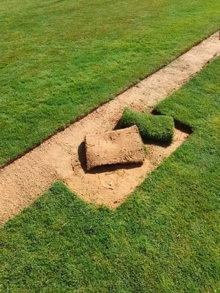 عشب طبيعي (11)