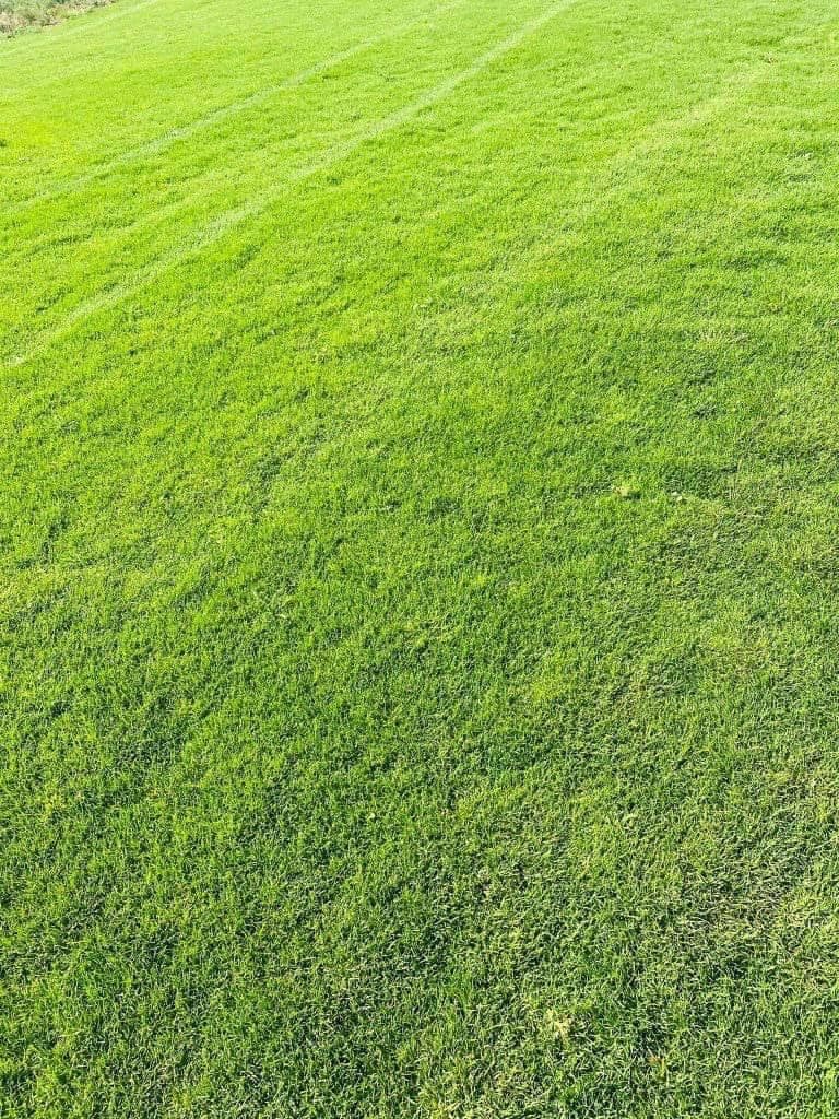 عشب طبيعي (39)