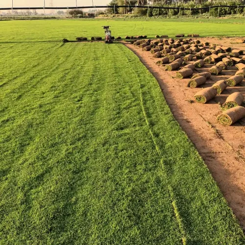 عشب طبيعي (7)